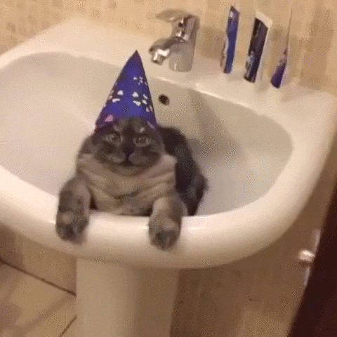 Cat Wizard